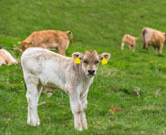 Site web pour entreprise de votre domaine ferme